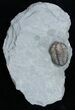 Flexicalymene Retrorsa Trilobite #2297-2